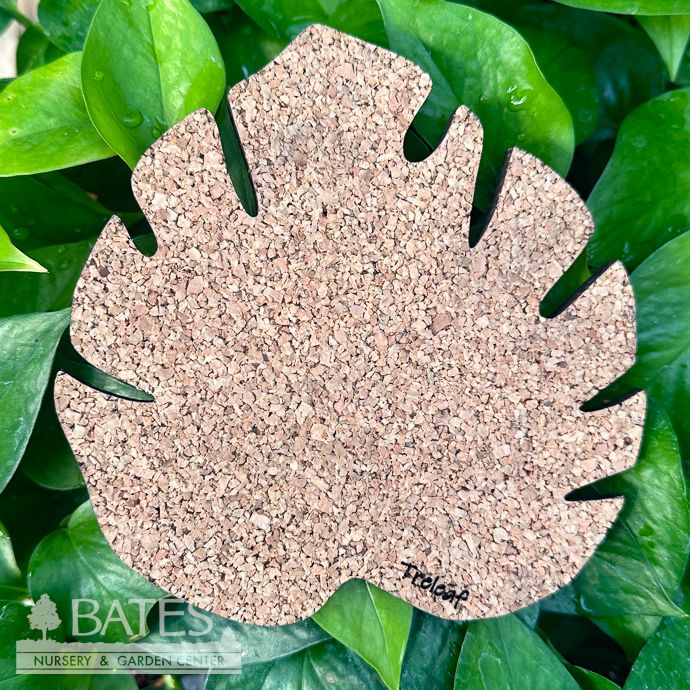 Saucer 6" Kostr Cork Coaster / Plant Mat Monstera Leaf Treleaf