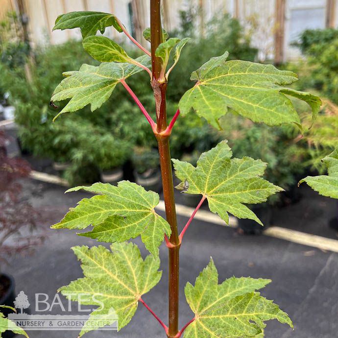 #10 Acer circ Pacific Fire/ Vine Japanese Maple