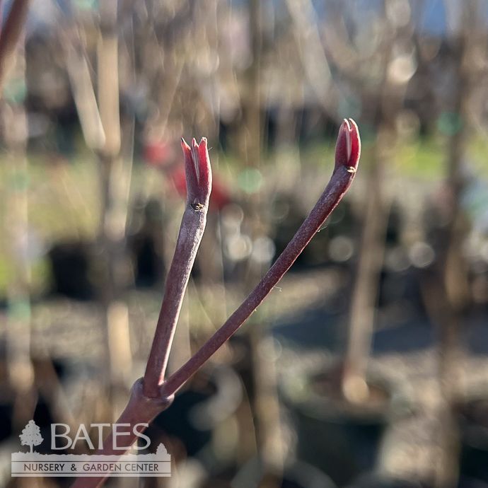 #20 Cornus florida Cherokee Chief/ Flowering Red-Pink Dogwood Native (TN)