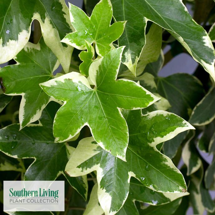 Tropical #2 Fatshedera Angyo Star/ Aralia Ivy - No Warranty