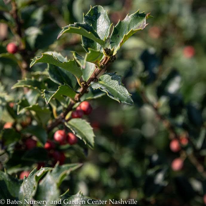 #5 Ilex x meserveae Blue Prince/ Blue Holly (male)