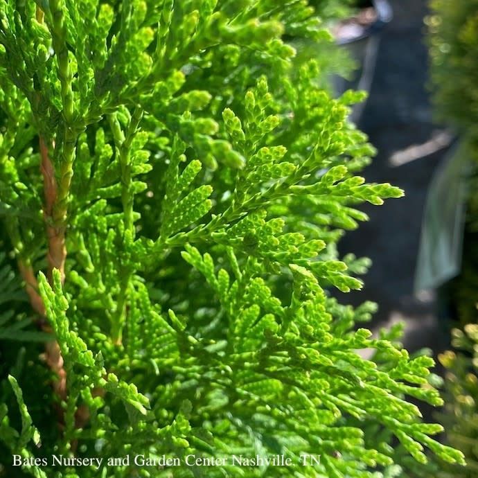 #15 Thuja occ PW North Pole/ Columnar Arborvitae