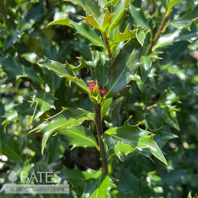 #5 Ilex x meserveae Mademoiselle/ Blue Holly (female)