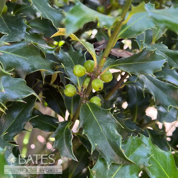 #5 Ilex x meserveae Mademoiselle/ Blue Holly (female)