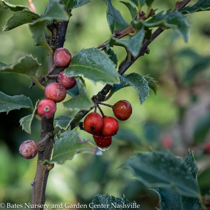 #5 Ilex x meserveae Blue Princess/ Blue Holly (female)