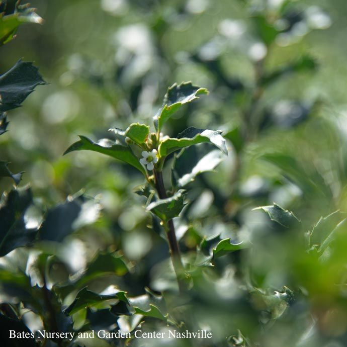#5 Ilex x meserveae Blue Princess/ Blue Holly (female)