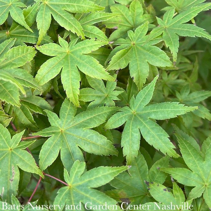 #6 Acer pal Shin Deshojo/ Upright Green Japanese Maple