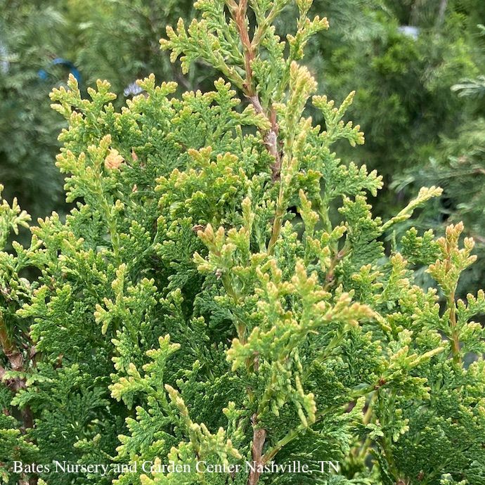 #6 Thuja occ Degroot's Spire/ Columnar Arborvitae