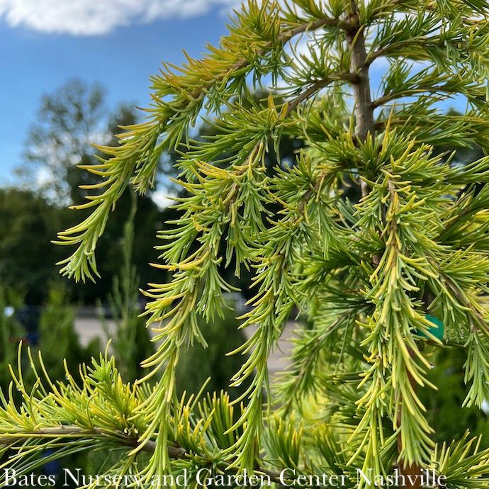 #15 Cedrus deo Aurea/ Golden Deodar Cedar