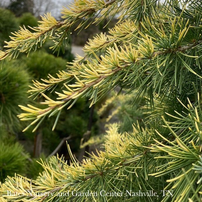 #15 Cedrus deo Aurea/ Golden Deodar Cedar