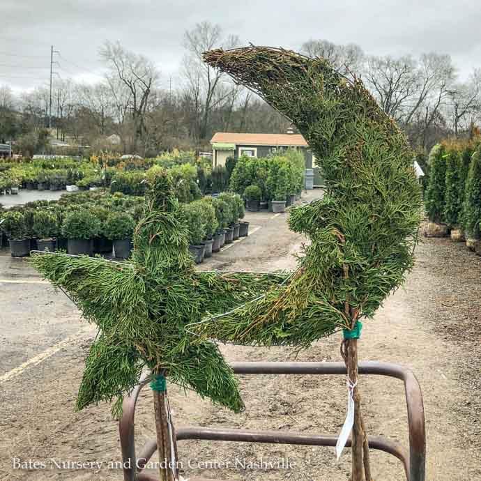 Topiary Moon Shape #3 Thuja occ Smaragd 'Emerald Green'/ Columnar Arborvitae - No Warranty
