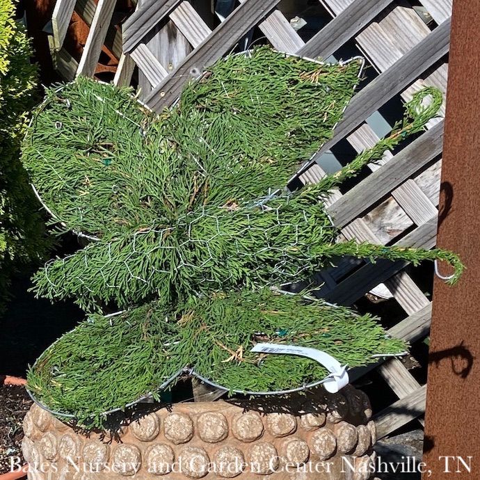 Topiary Mini Butterfly Shape #3 Thuja occ Smaragd 'Emerald Green'/ Arborvitae - No Warranty