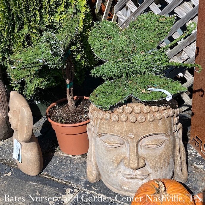 Topiary Mini Butterfly Shape #3 Thuja occ Smaragd 'Emerald Green'/ Arborvitae - No Warranty