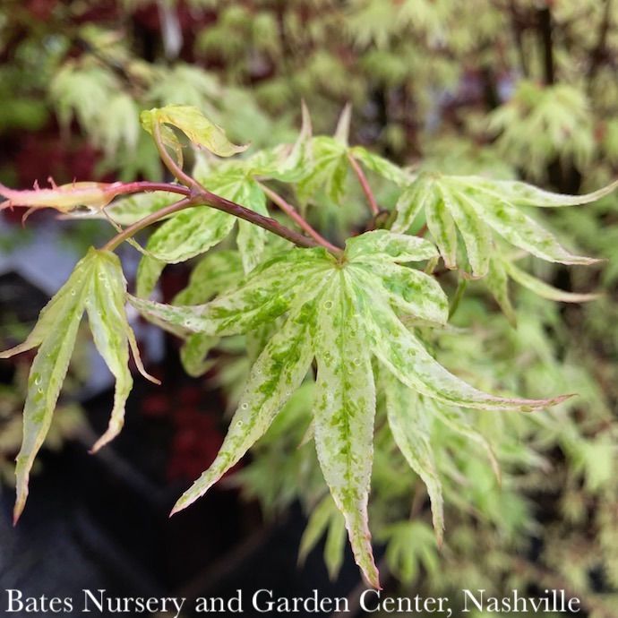 #6 Acer pal Ukigumo/ Variegated Upright Floating Cloud Japanese Maple