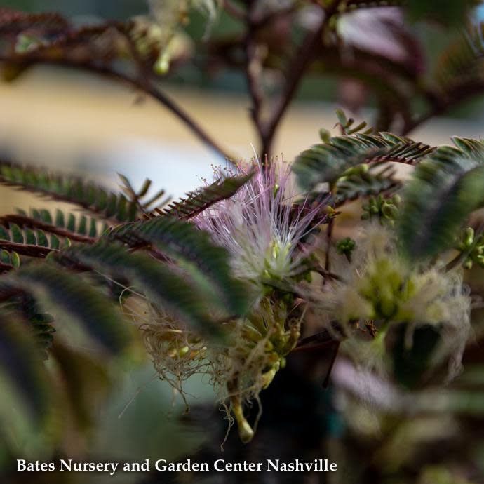 #15 Albizia jul Summer Chocolate/ Mimosa Tree