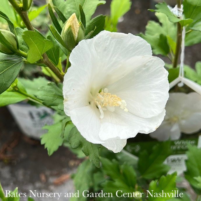 Topiary Patio Tree #6 Hibiscus syr PW White Chiffon/ Rose Of Sharon/ Althea