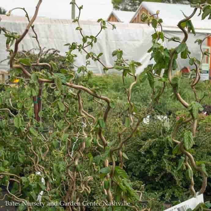 Topiary Patio Tree #10 Corylus av Contorta/ Harry Lauder's Walking Stick, Contorted Filbert