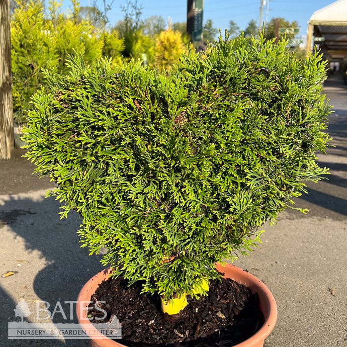 Topiary Mini Heart Shape #3 Thuja occ Smaragd 'Emerald Green'/ Arborvitae - No Warranty