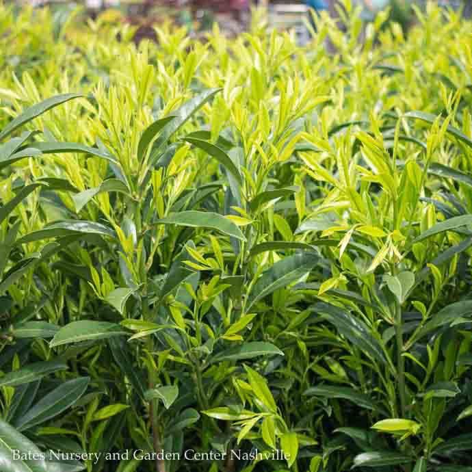 #6 Prunus lauro Schipkaensis/ Schip Cherry Laurel