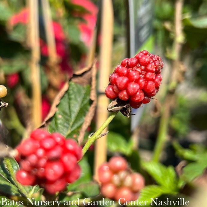 Edible #1 Rubus x Superlicious/ Compact Thornless Blackberry