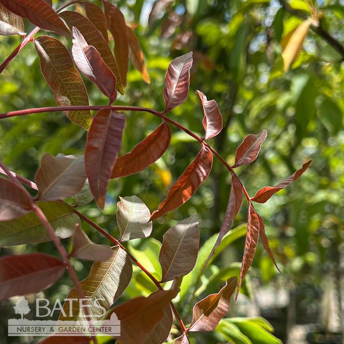 #5 Pistacia chin Red Push/ Chinese Pistache