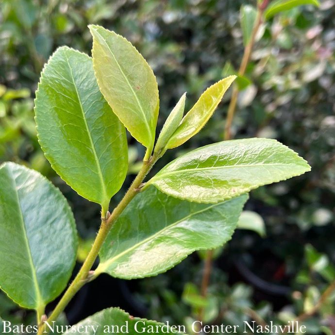 #7 Camellia sas SL October Magic 'Dawn'/ Pink - No Warranty