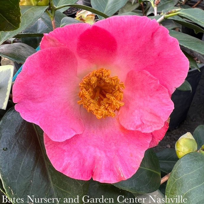 #1 Camellia x Spring Circus/ Pink and White - No Warranty