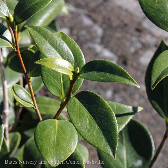 #1 Camellia x Spring Circus/ Pink and White - No Warranty