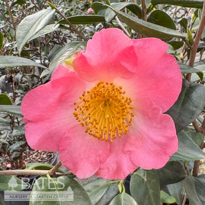 #1 Camellia x Spring Circus/ Pink and White - No Warranty