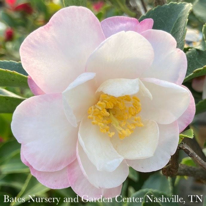 #1 Camellia sas SL October Magic 'Orchid'/ Pale Pink - No Warranty