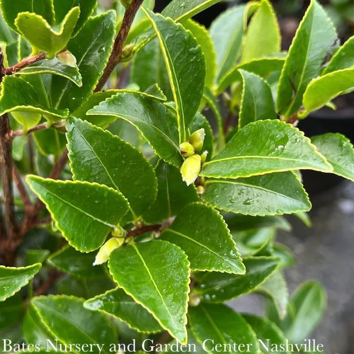 #1 Camellia sas SL October Magic 'Orchid'/ Pale Pink - No Warranty