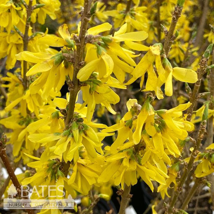 #3 Forsythia x PW Show Off Sugar Baby/ Dwarf