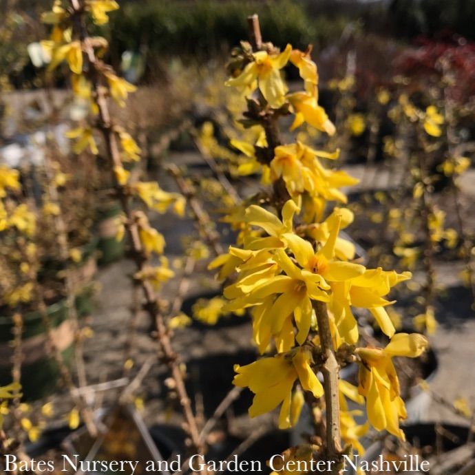 #3 Forsythia x PW Show Off Sugar Baby/ Dwarf