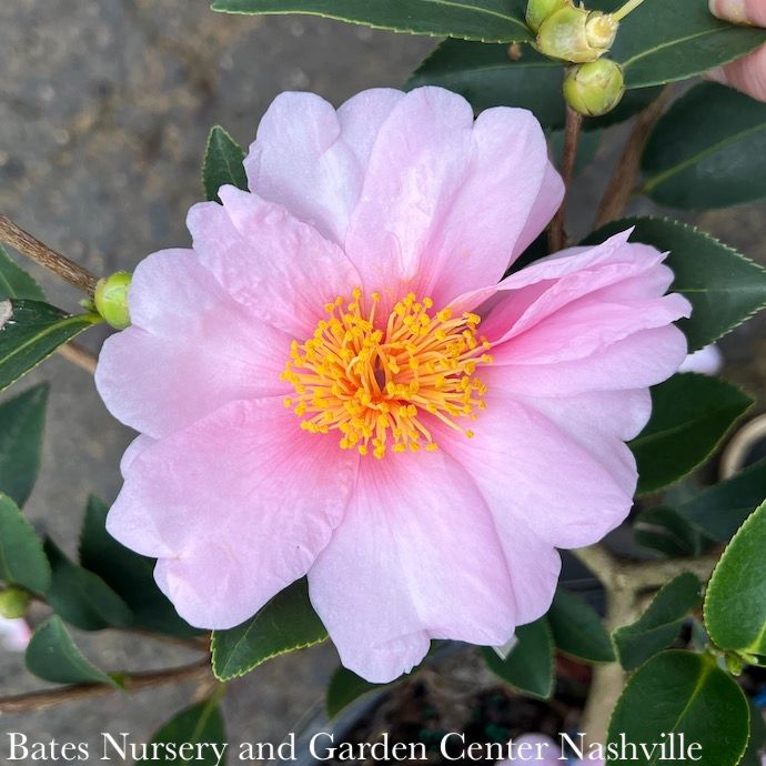 #3 Camellia x Frost Princess/ Pink - No Warranty