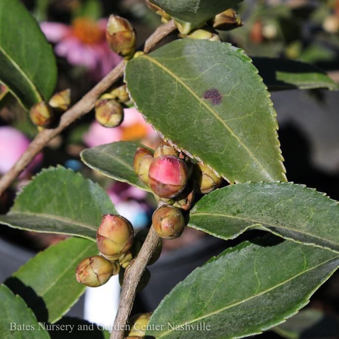 #3 Camellia x Frost Princess/ Pink - No Warranty