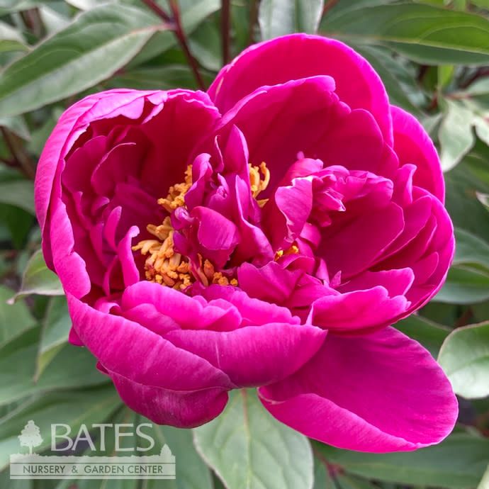 #2 Paeonia x Karl Rosenfeld/ Double Red Peony