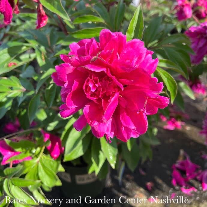 #2 Paeonia x Karl Rosenfeld/ Double Red Peony