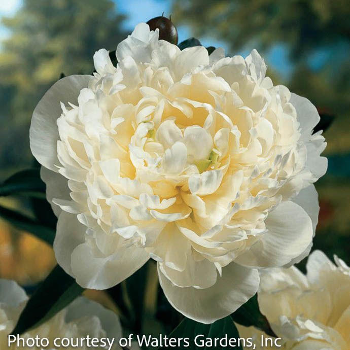 #2 Paeonia lactiflora Duchesse de Nemour/ Dbl White Peony