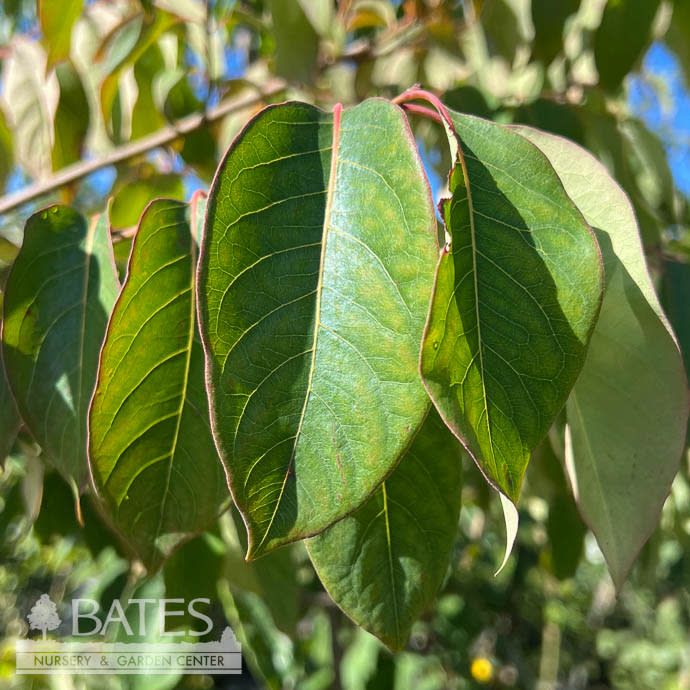 Edible #5 Diospyros virginiana/ Common Persimmon Native (TN)