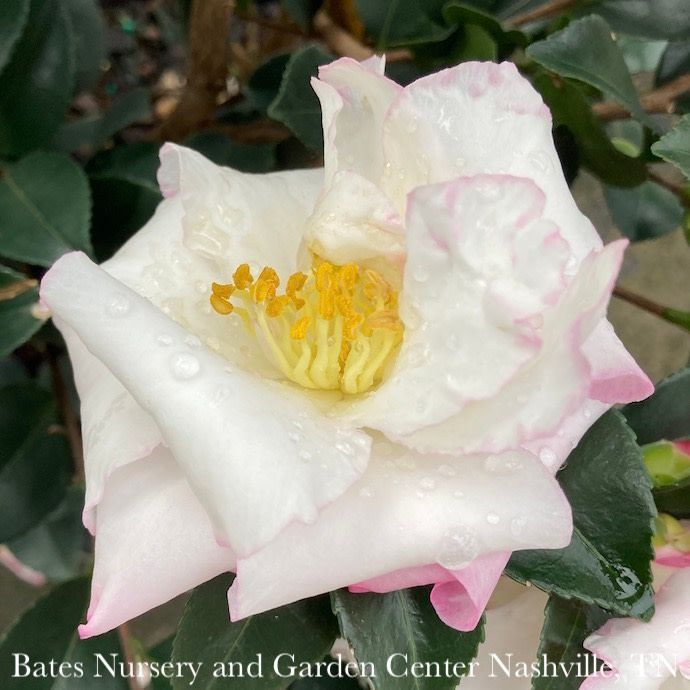 #1 Camellia sas SL October Magic 'Inspiration'/ White w/ Magenta Margins - No Warranty