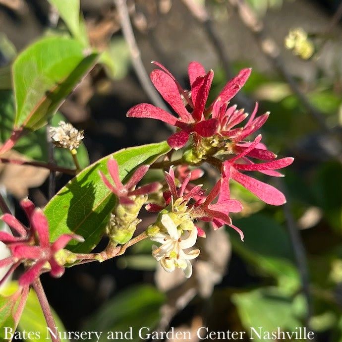 #3 Heptacodium mic PW Temple of Bloom/ Seven Son Flower