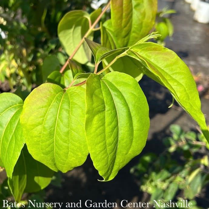 #3 Heptacodium mic PW Temple of Bloom/ Seven Son Flower