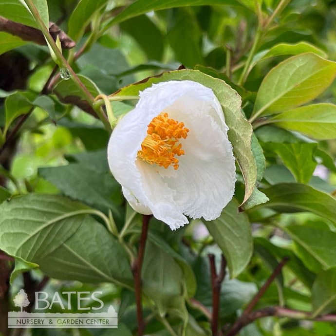 #5 Stewartia pseudocamellia/ Japanese