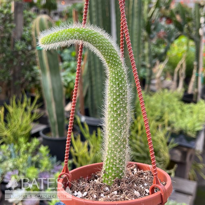 4hb! Cactus Monkey Tail Hanging Basket /Tropical