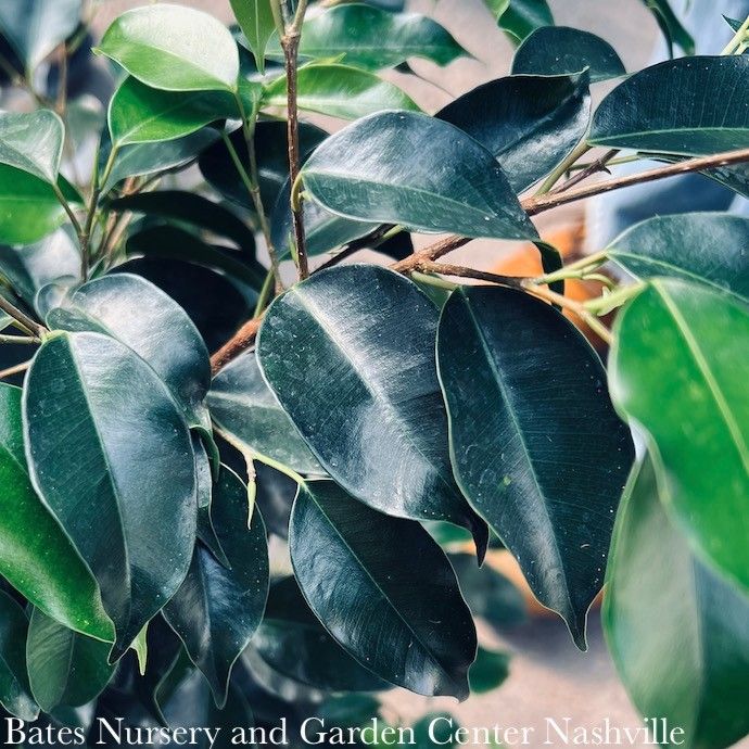 10p! Ficus Benjamina Midnight BUSH /Tropical