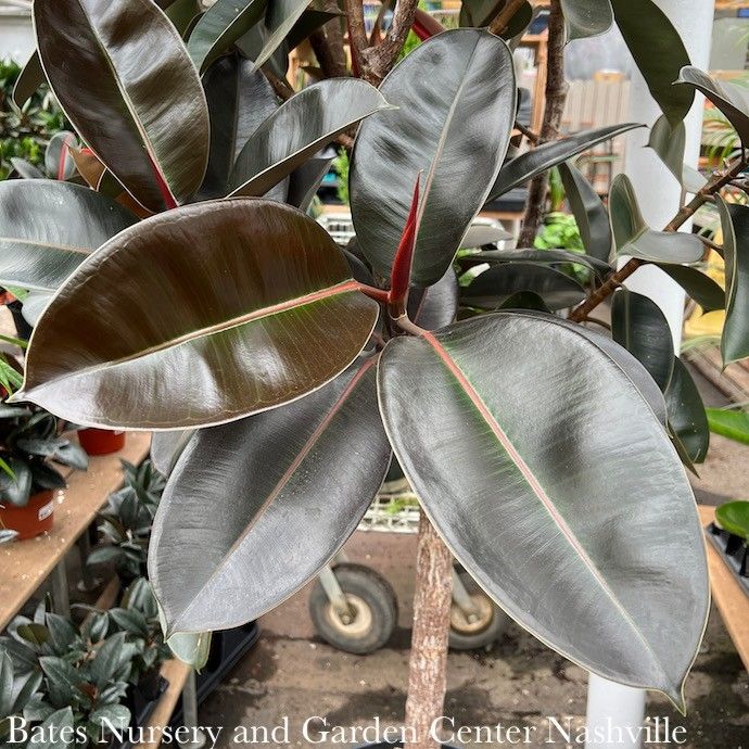 14p! Ficus Burgundy BRAID Premium /RubberTree  /Tropical