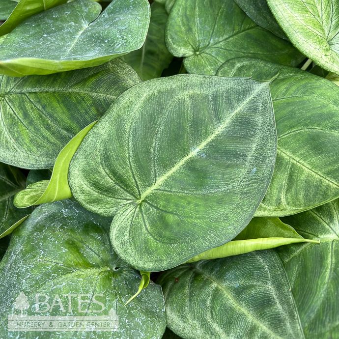 4p! Syngonium Ice Frost /Arrowhead Plant /Nephthytis /Tropical