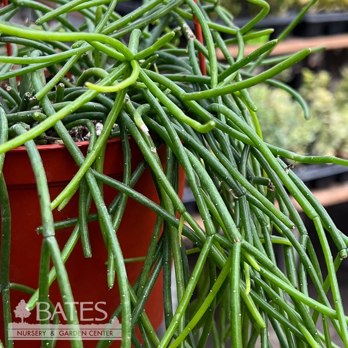 6hb! Rhipsalis Floccosa Cactus Hanging Plant /Tropical