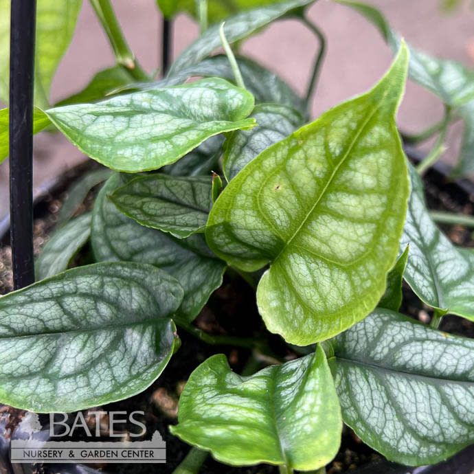 6p! Philodendron Monstera Siltepecana Totem /Tropical