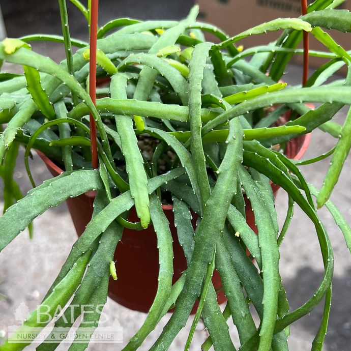 6hb! Rhipsalis Boliviana Cactus Hanging Plant /Tropical
